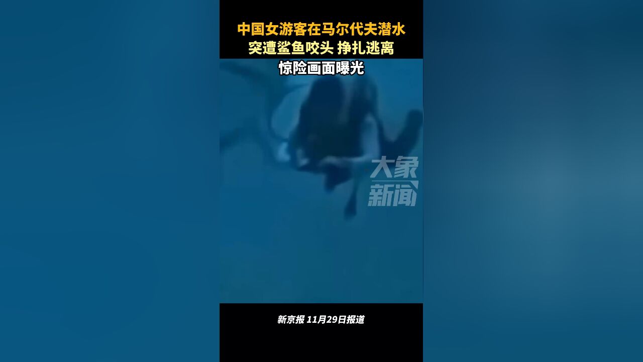 鲨口逃生!中国女游客在马尔代夫潜水,遭鲨鱼咬头挣扎逃离