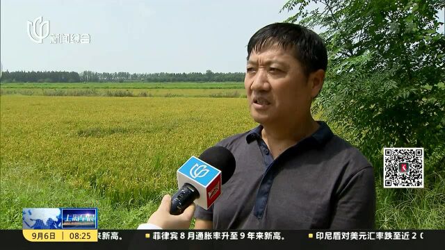 崇明:首批“两无化大米”国庆节前上市