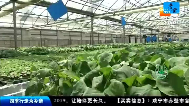 创富新发现 苗壮五成收 工厂化育苗好处多