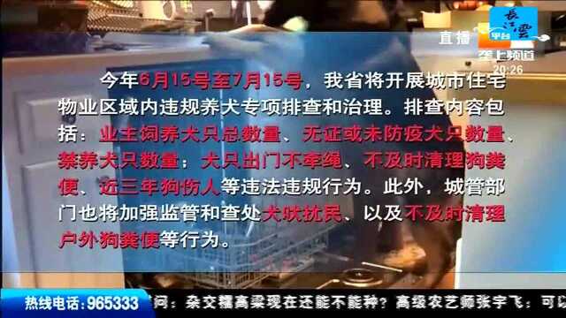 新政新规 养狗专项治理开始 湖北“最严禁狗令”来了