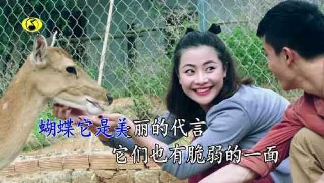 坚强的蝴蝶