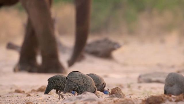 《自然世界》BBC获奖野生动物纪录片