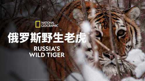 俄罗斯野生老虎