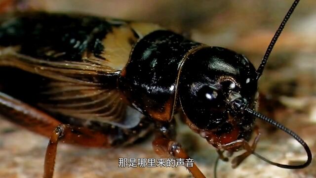 第02集:天生的演奏家蟋蟀