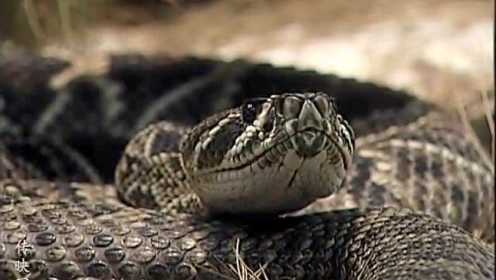 蛇：每年杀死3万人的冷血动物