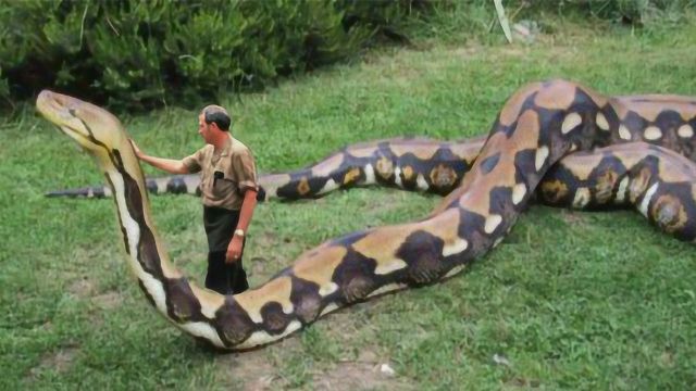 世界上最大的蟒蛇，体长15米，一口吞下一个人！腾讯视频 