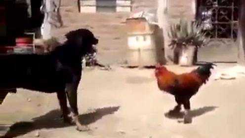 鸡狗大战，狗狗竟然处于劣势，难道狗狗在和鸡玩 - 腾讯视频