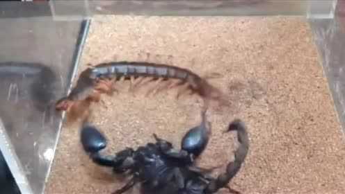 毒王争霸赛黑蝎子VS金蜈蚣