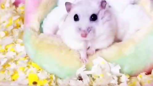 会自己关门的小仓鼠你有见过吗 - 腾讯视频