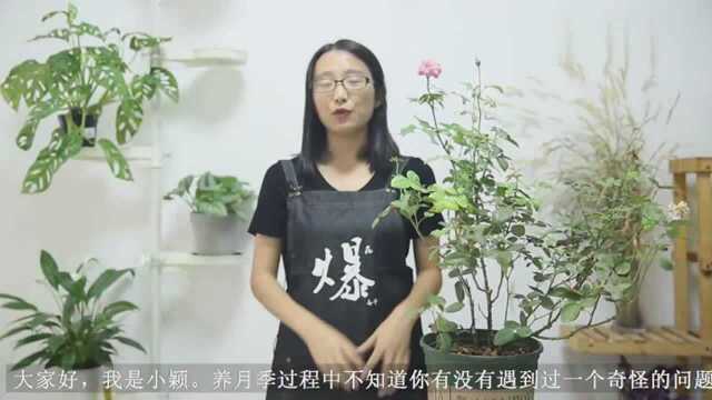 月季切叶蜂作案实拍,教你3招佛系对付它