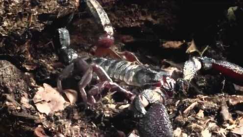 Thumbplayer Poster Plugin Image