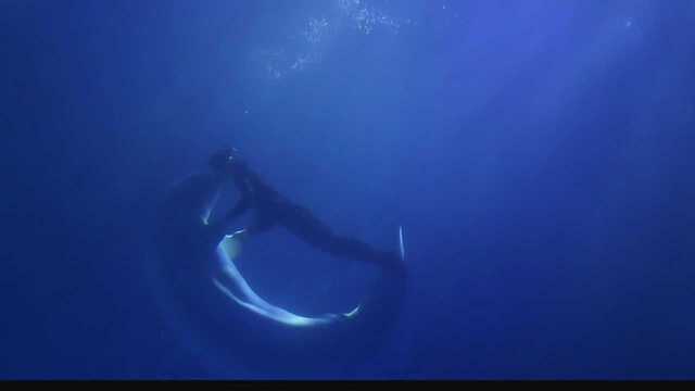 贵州建设海洋馆空运海豚和海水