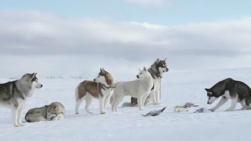 人类将8个雪橇犬抛弃在南极，没想到它们靠团队合作活了下来