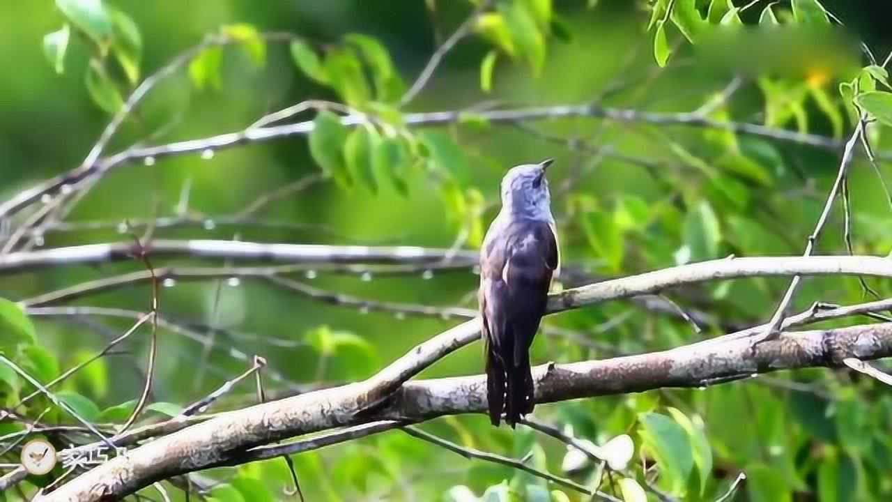 这是什么鸟,叫声太好听了?