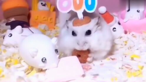 不知不觉小仓鼠已经600天大了,生日盛典开始! - 腾讯视频