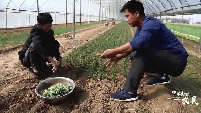 平时吃的葱都是怎么种的?实拍农村大棚种植基地,原来种葱不简单