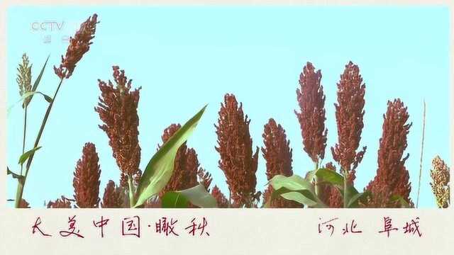 瞰秋之河北阜城30s