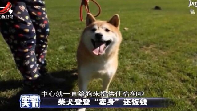 因主人拖欠多年寄养费 法院拍卖柴犬“登登” 引起万人“围观”