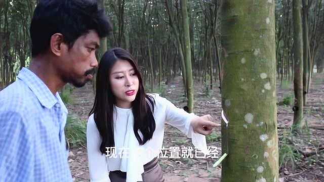 二小姐工厂探秘,看纯天然乳胶枕是怎样制成的?