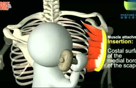 「3D动画课堂」影响肩胛骨运动的肌肉,关于前锯肌位置和功能解析