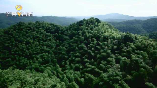 桃江县南竹种植面积达115万亩,居全国第三,获“产业示范园区”称号