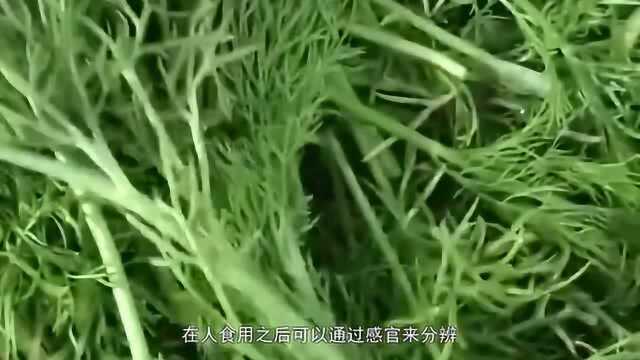 有的人居然不能吃茴香陷饺子里的茴香菜?