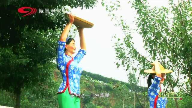 【魅力四川】乡村振兴之中国雅茶 洪雅绿茶