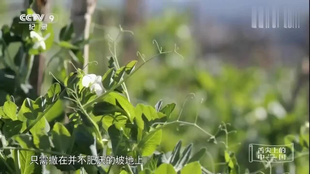 舌尖:这道腾冲食物,既是当地美食,也是外出腾冲游子的家乡味道