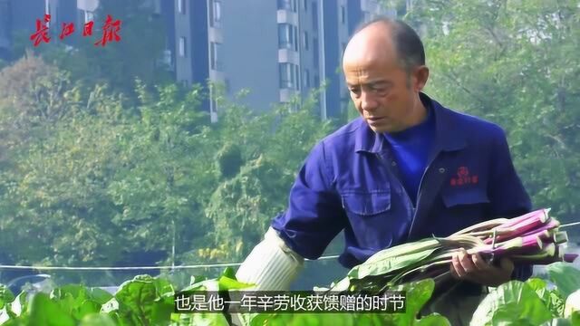 生长于闹市的洪山菜薹:一公斤99元,必须紫色才正宗