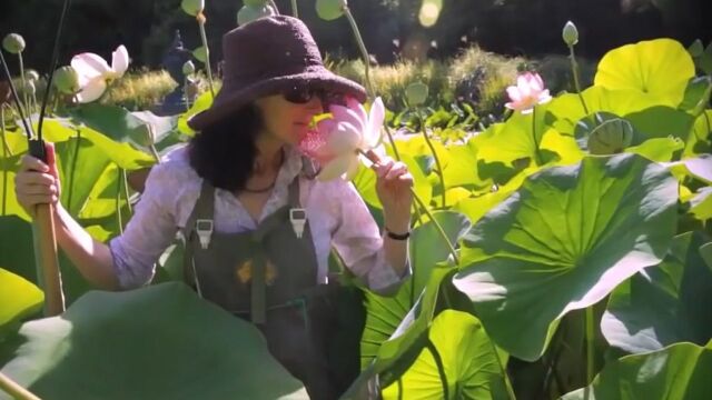 莲花的种植和照料,适当的疏叶利于花开,勤于管理才会开出漂亮荷花