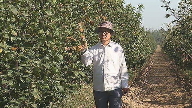 梨树变身“摇钱树” 昔日沙荒地如今梨果飘香