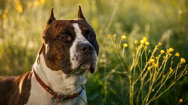 万能犬种,美国斯塔福犬,出门遛狗记得带牵引绳啊