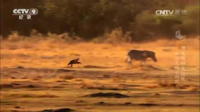 濒危物种大拯救——被诅咒的非洲野犬 非洲野犬的生活习性