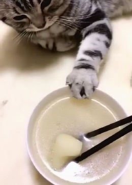 不知道我家猫咪是什么意思，连我的减肥餐都不放过？