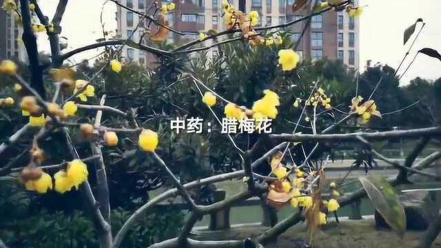 中药:腊梅花,能解暑生津