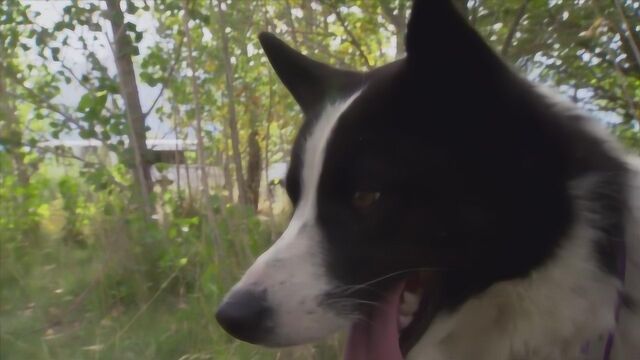 卡雷列阿熊犬最初是为捕熊而繁育的,如今用于驱赶黑熊远离人类