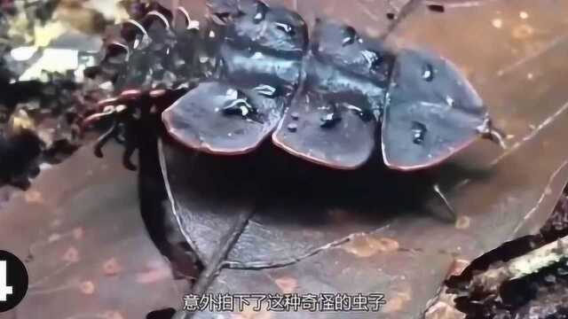 世界上九种奇特生物,这种虫子你见过吗