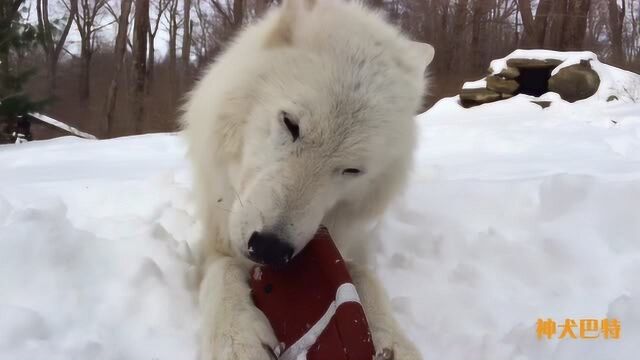 白狼雪地里玩球,见过这么二的狼吗?