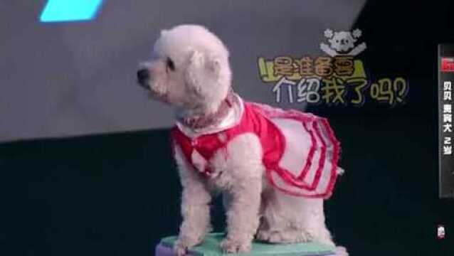 综艺节目 郑扬带六只爱犬登场,表演杂耍技能