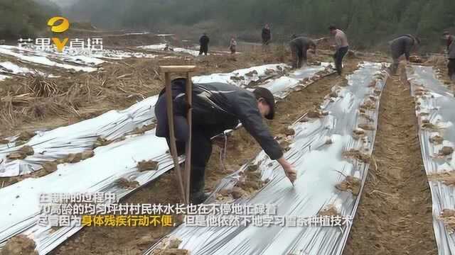 湖南湘西:7000亩“凤凰雪”茶扎根落地 ,全力打造“凤凰雪”茶品牌