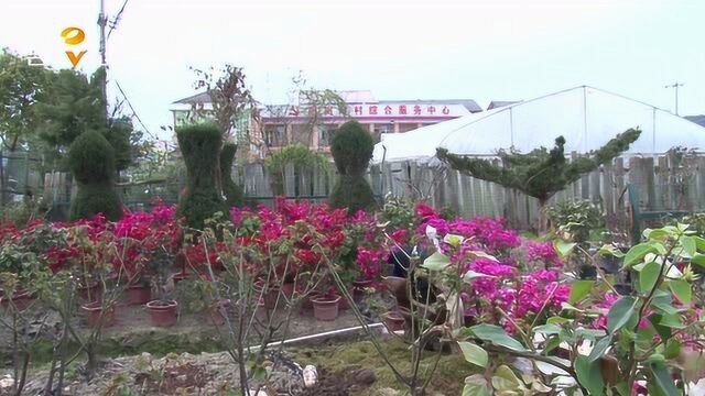 怀化芷江:近日天气转暖 花圃市场各种盆栽接连走俏