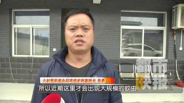 西安北郊六村堡飞虫成群结队黑压压一片 村民:瘆得慌