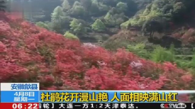 杜鹃花开漫山艳 人面相映满山红