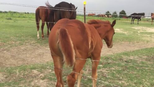 马屁股被电网电了一下，感觉十分酸爽，从此一发不可收拾