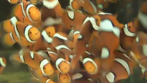珊瑚礁中的小丑鱼