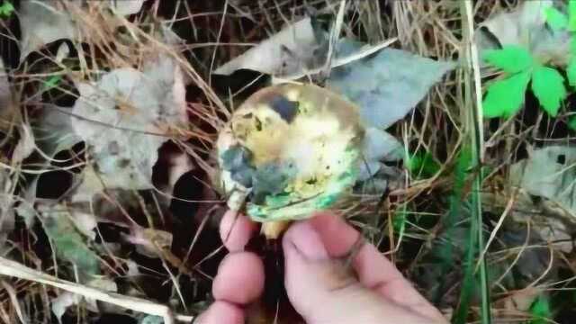 下雨天农村户外休闲上山找美食的食材丛树菇