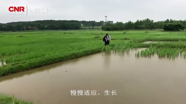 陈日胜介绍海稻86