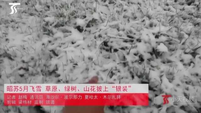 昭苏5月飞雪!草原、绿树、山花披“银装”