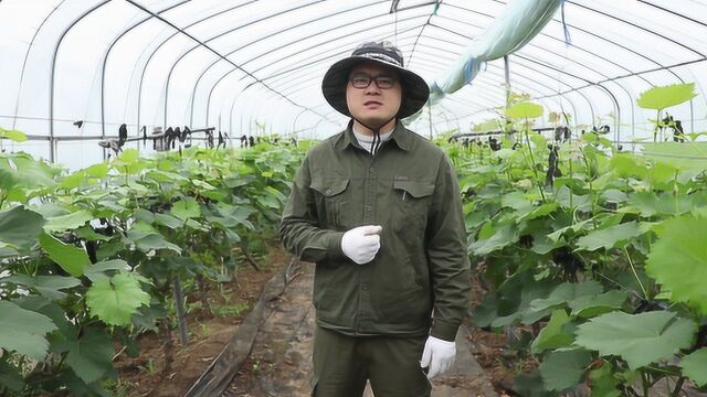 农村小伙总结夏黑葡萄的优缺点,分享管理方法,它适合你种植吗