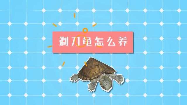 养剃刀龟注意事项有哪些